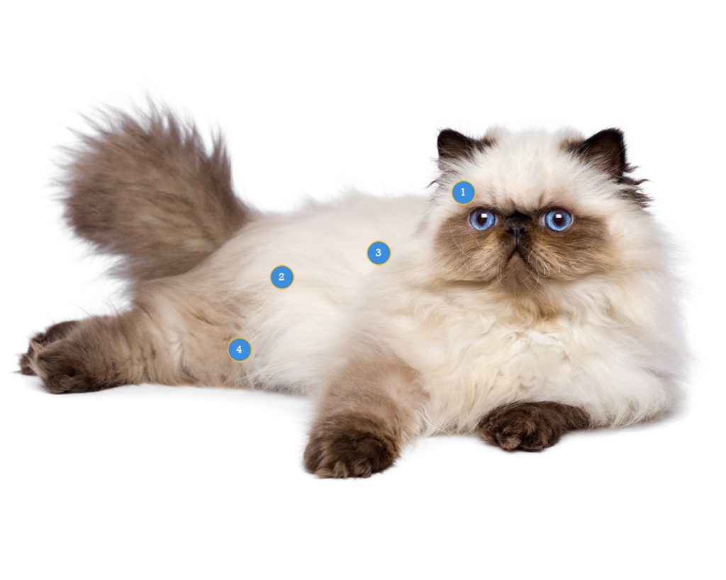 Persian Cat Health Conditions