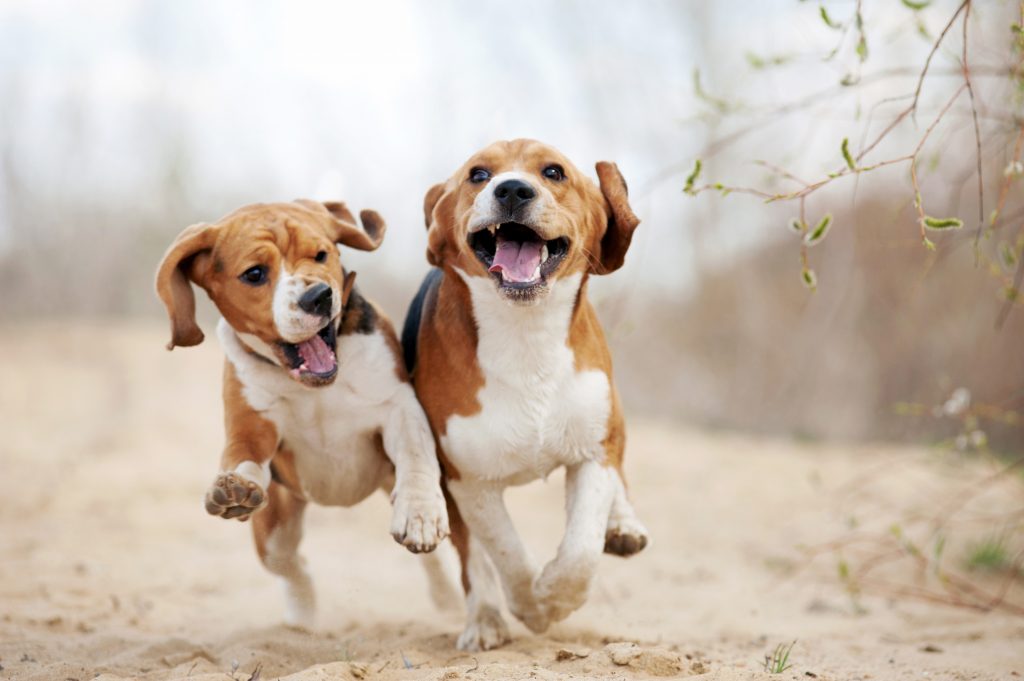 Scratch&Patch-beagle-running