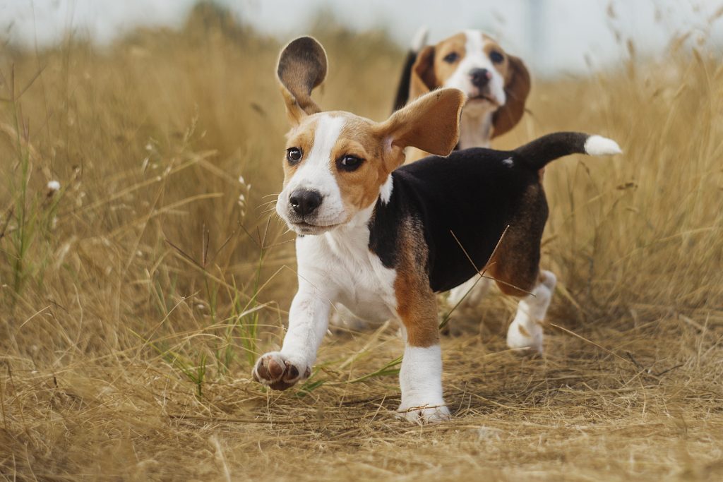 Scratch&Patch-beagle-puppies