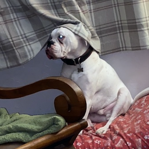 Scratch&Patch-boxer