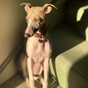 Scratch&Patch-whippet1