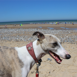 Scratch&Patch-whippet