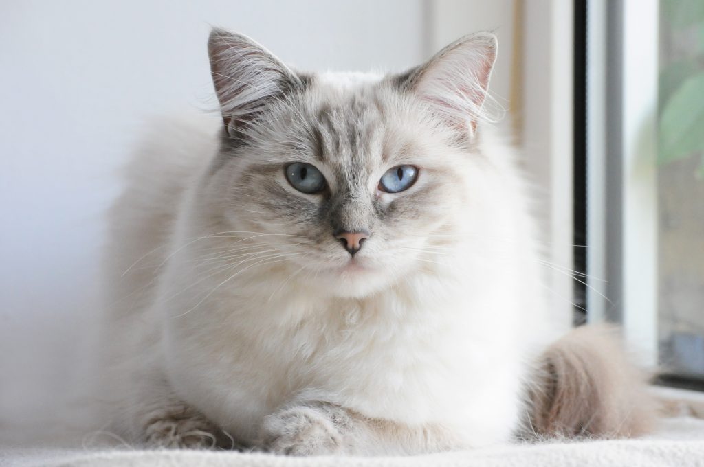 Scratch&Patch-Ragdoll