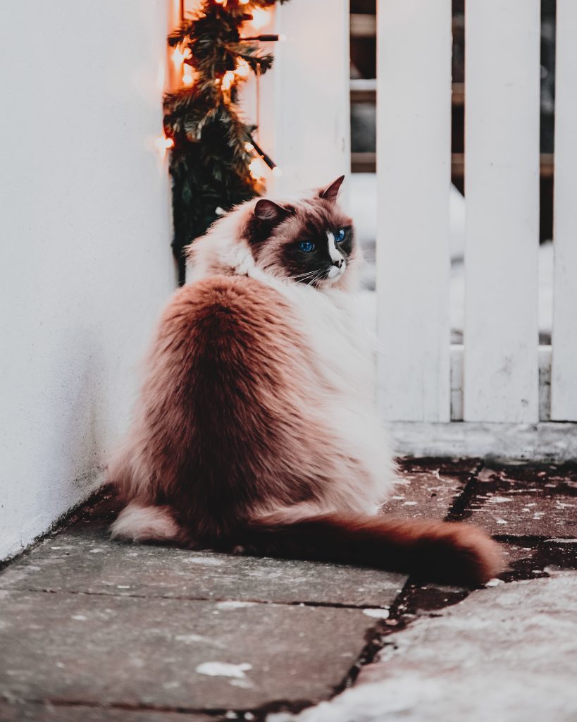 Scratch&Patch-ragdoll