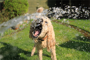 Scratch&Patch-labrador-water