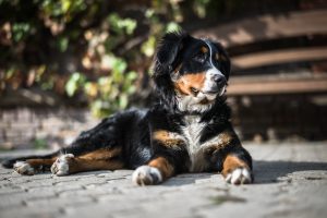 Scratch&Patch-bernese-mountain-dog