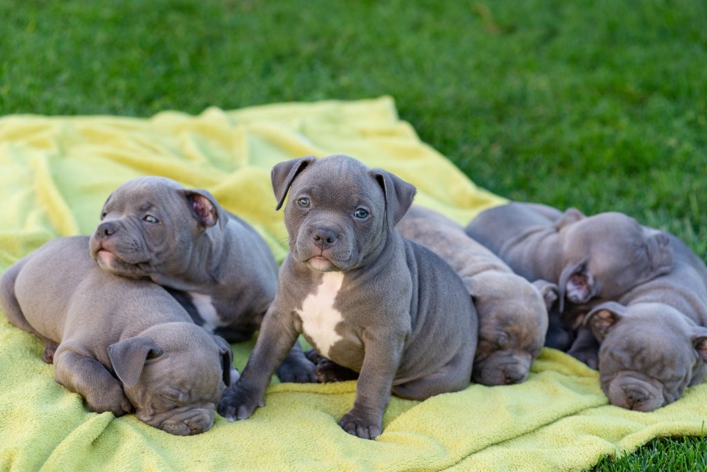 Cute little fur babies