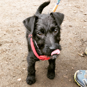 Patterdale-terrier-scratch&patch