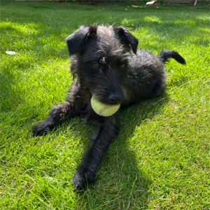 Patterdale-terrier-scratch&patch