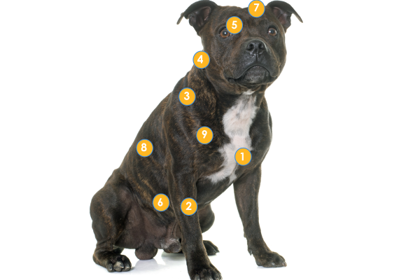 Guide to Staffordshire Bull Terriers - Scratch & Patch