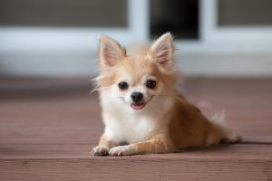 Scratch&Patch-Chihuahua
