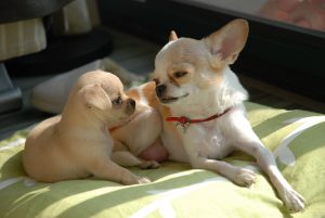 Scratch&Patch-Chihuahua