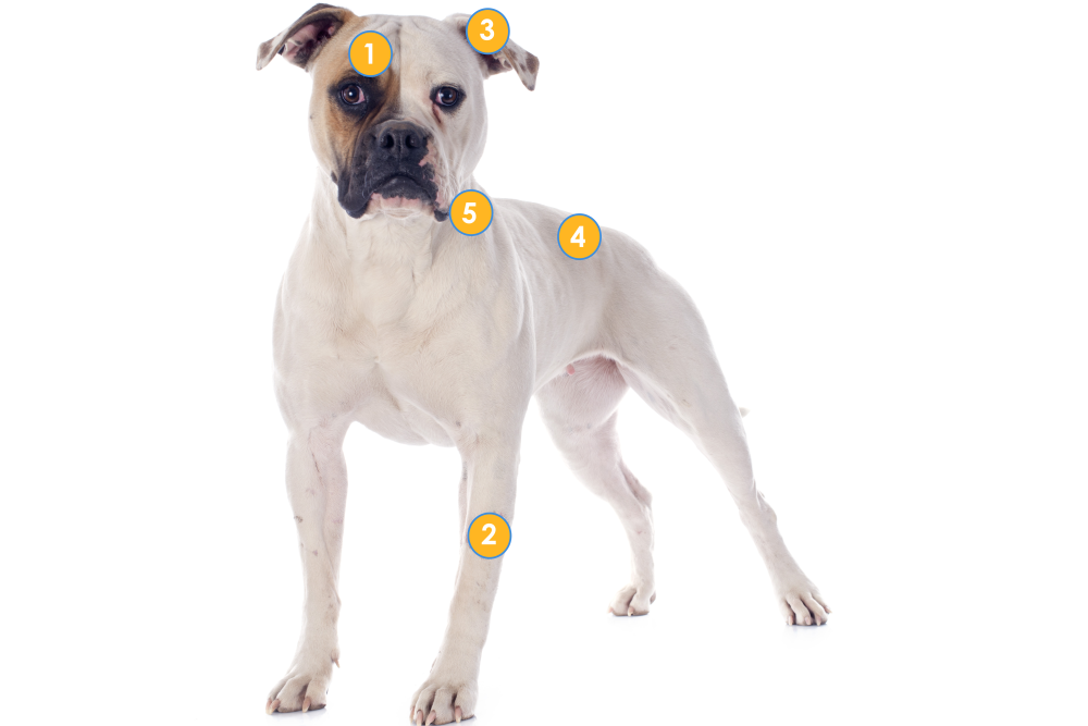 Guide to American Bulldogs - Breeds - Community - Scratch & Patch