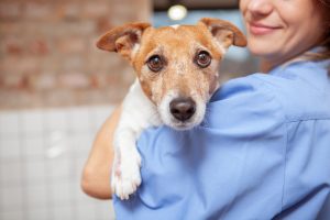 Dog with vet