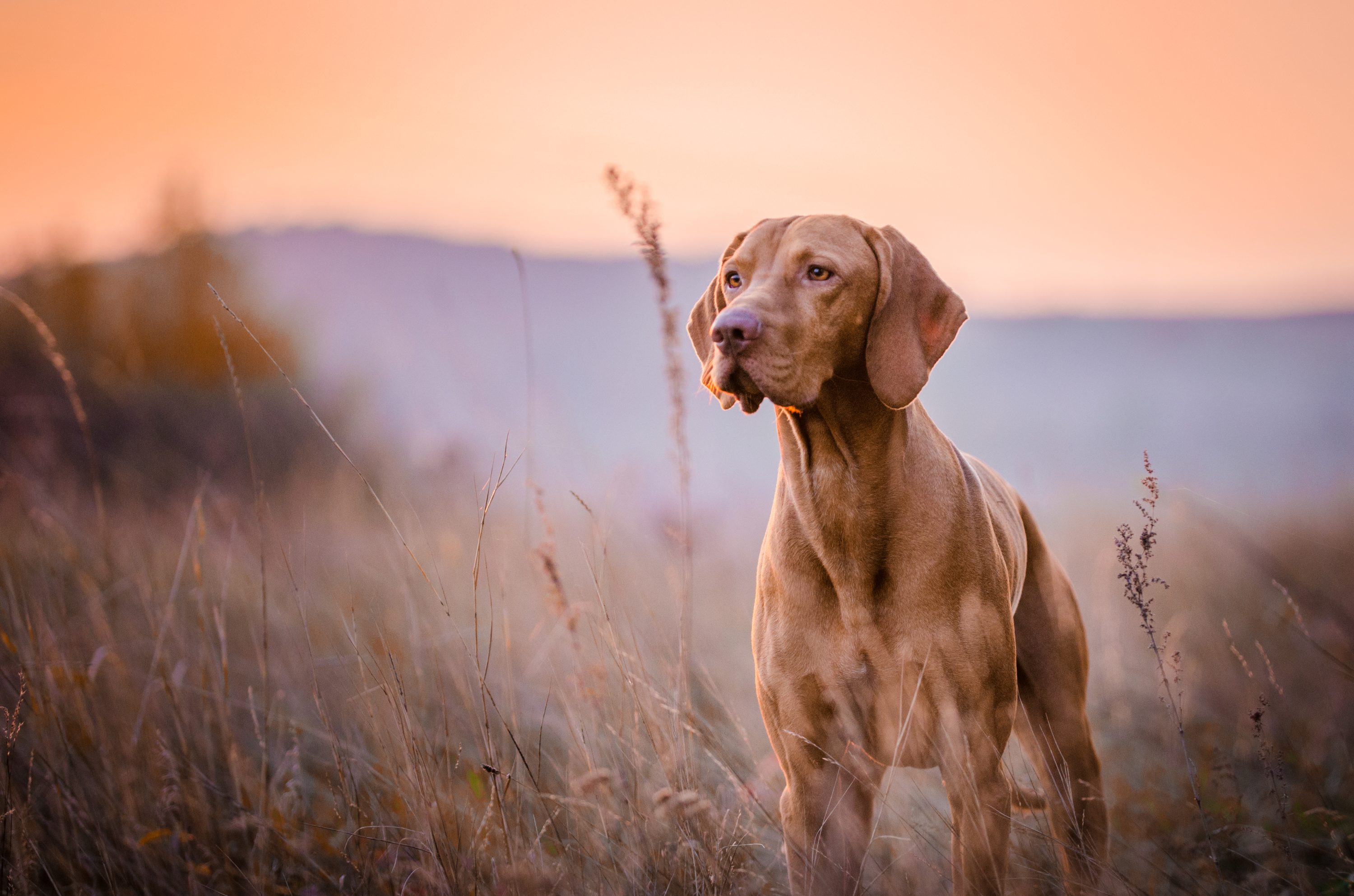 Pet insurance 2024 lifetime cover