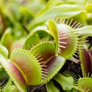 venus fly trap