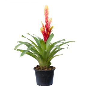 Bromeliad