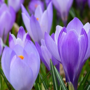 Crocuses