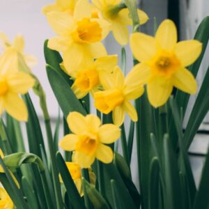 Daffodils