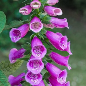 Foxglove