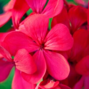 Geranium