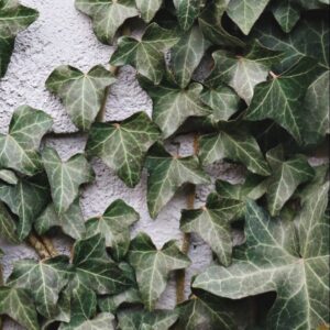 Ivy