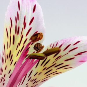 Lily
