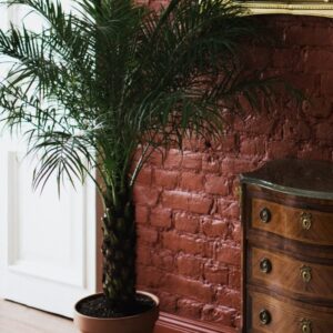 Sago Palm