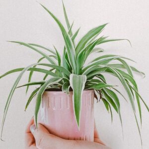 Spider Plant