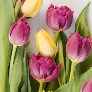 Tulips
