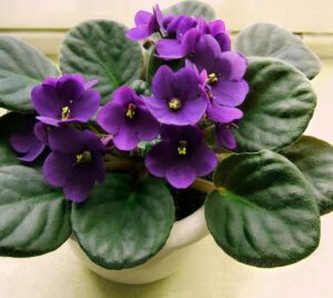 African violet