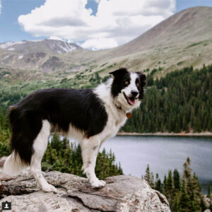 border collie