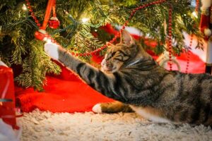 Cat plays with christmas lights