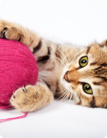 cat-insurance-4