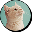cat-insurance-costs