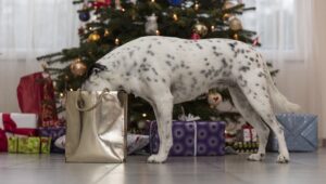 Dalmatian handbag