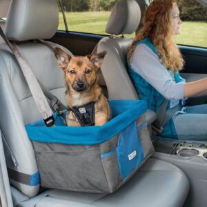 Dog in car seat