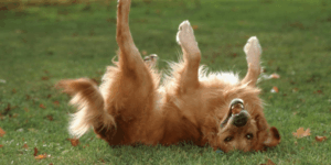 Dog rolling