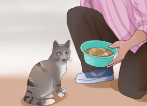 Introducing a new cat - food