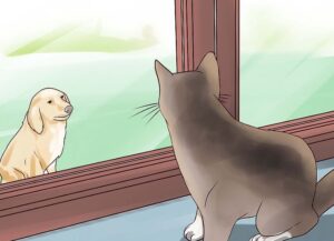Introducing a new cat with dog