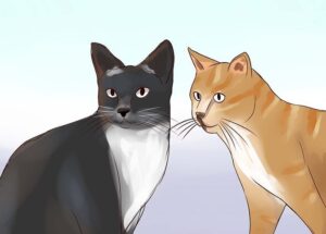 Introducing new cat to others