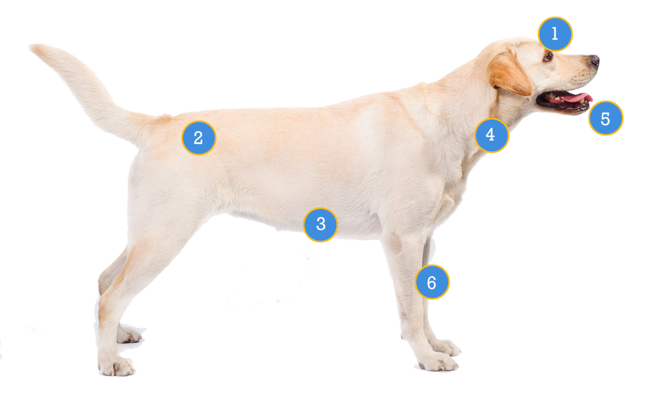 Labrador Common Conditions