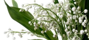 lily of the valley