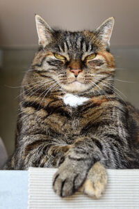 Older Cat