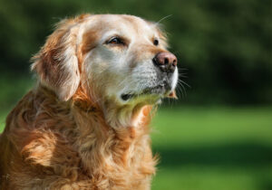 Old dog