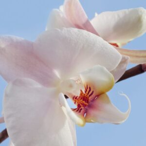 orchid