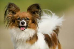 papillon