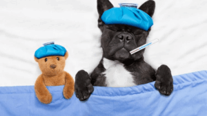 Pet first aid