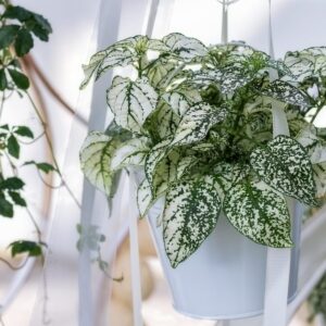 polka dot plants