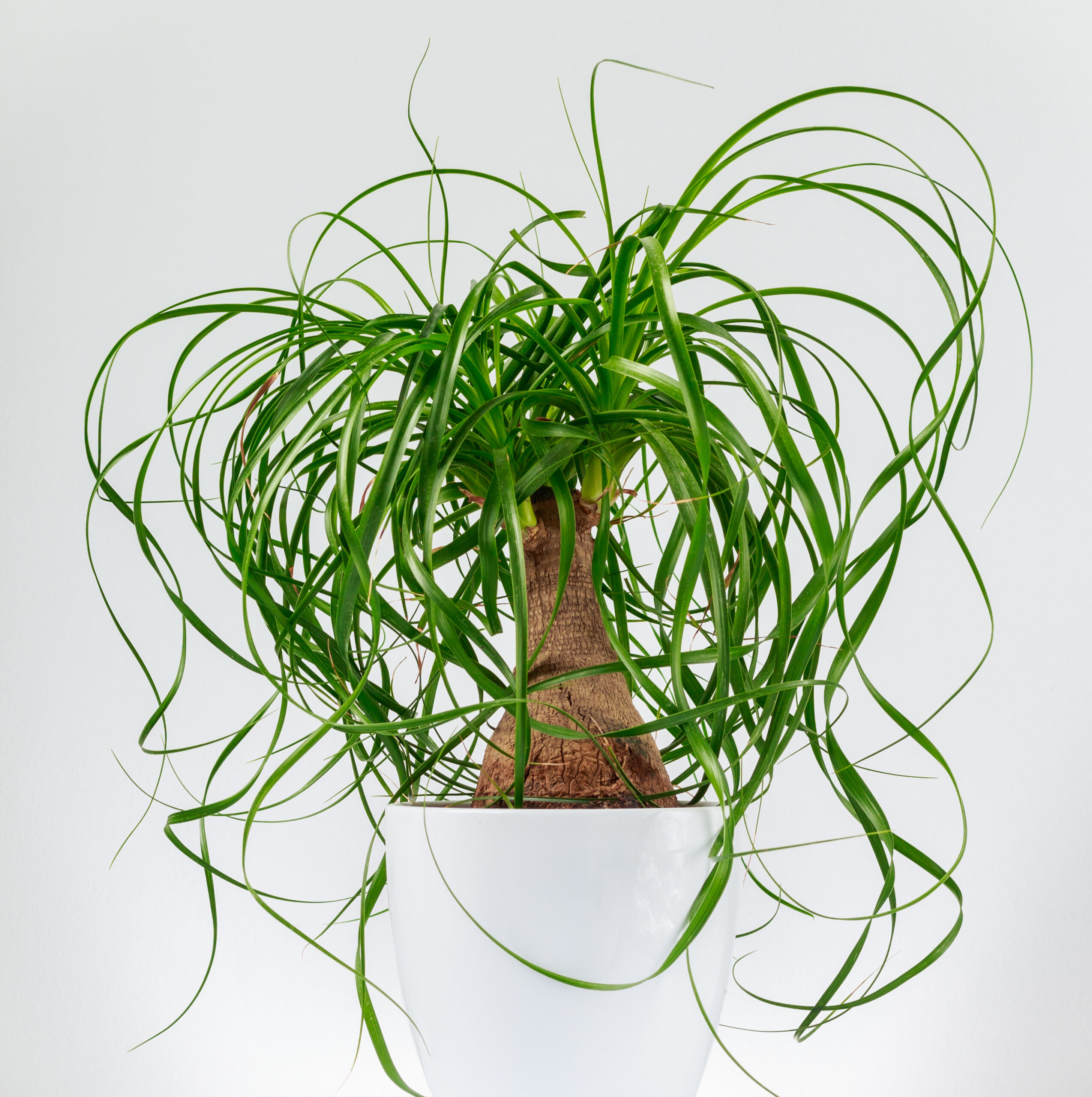 ponytail plant